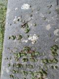 image of grave number 602854